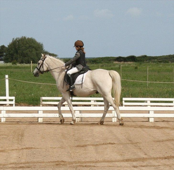 Anden særlig race Iba ( rideskole hest) (R.I.P) billede 14