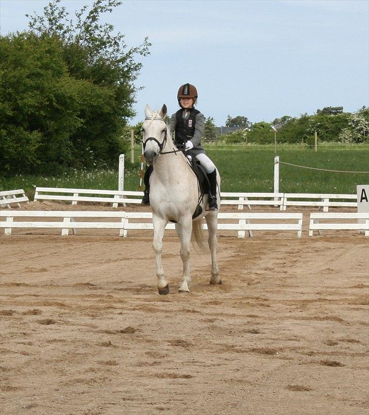 Anden særlig race Iba ( rideskole hest) (R.I.P) billede 15