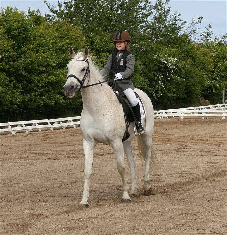 Anden særlig race Iba ( rideskole hest) (R.I.P) billede 16