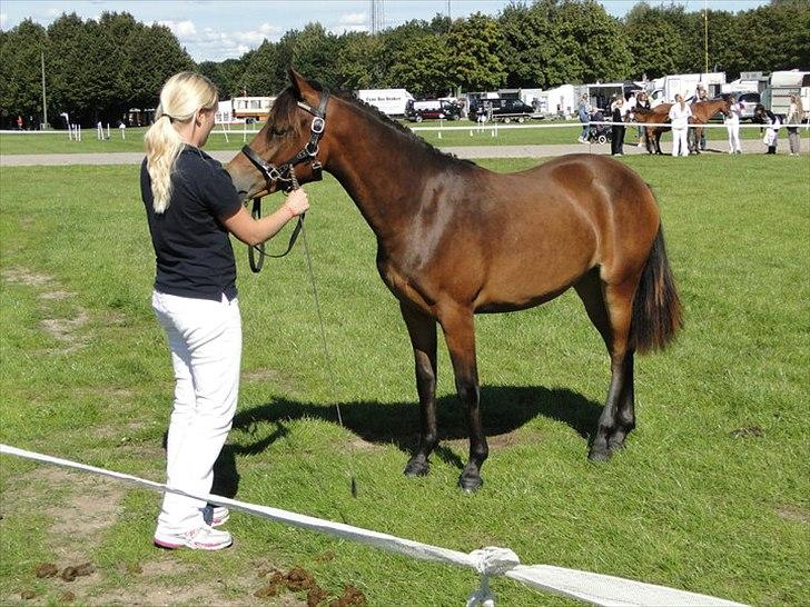New Forest Soldals Africa - Africa som 1 års på Storhestedag billede 11