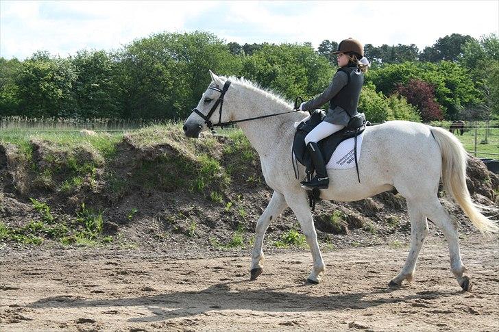 Anden særlig race Iba ( rideskole hest) (R.I.P) billede 18