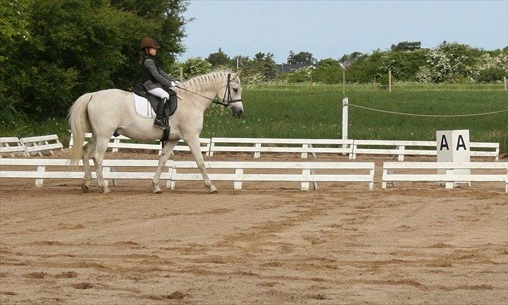 Anden særlig race Iba ( rideskole hest) (R.I.P) billede 19