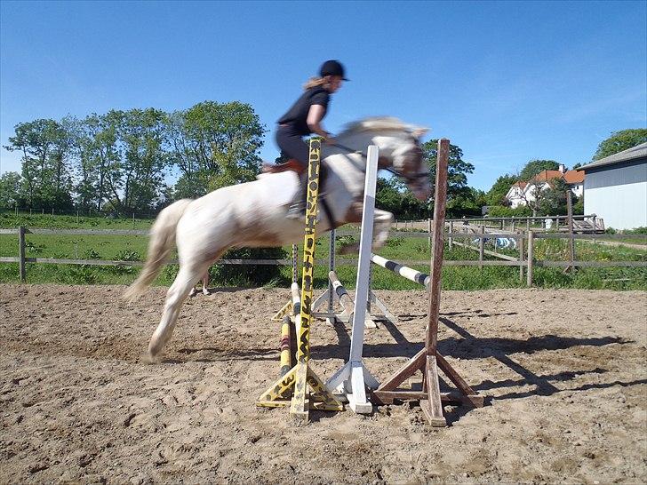 Anden særlig race MR MARTIN - Første gang vi springer tribblebar. :-D - d. 1 juni, 2011. :-D = årsdag! 
- Undskyld Kvalitet! 
Foto: dorthe. billede 11