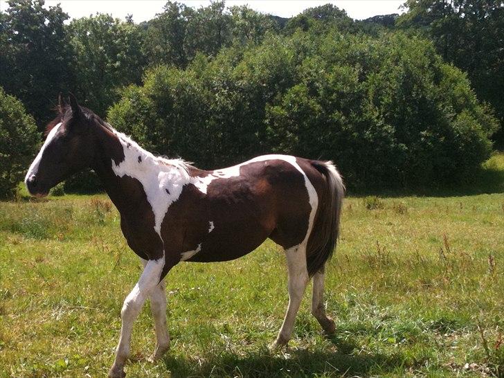 Pinto Take a chance himmelhest - total teenager billede 10