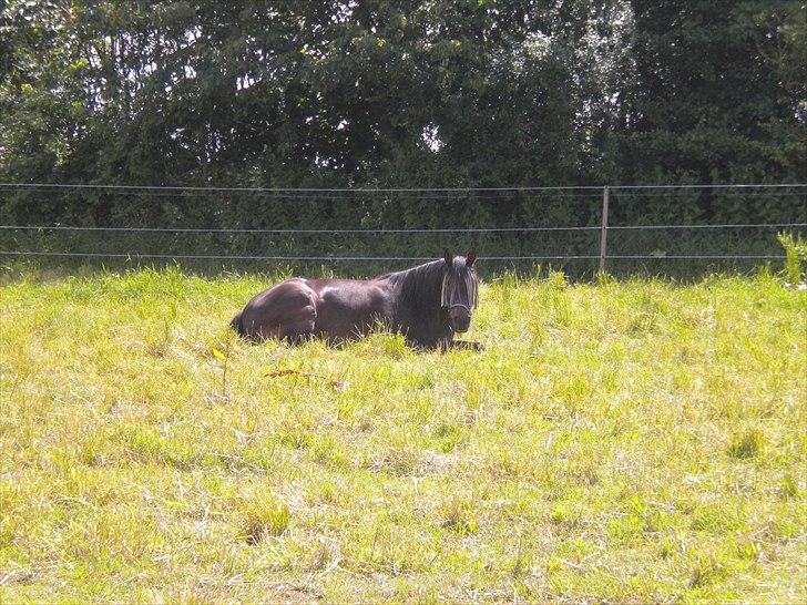 Traver Moenia Du Nj´or *Tøzzen* billede 2