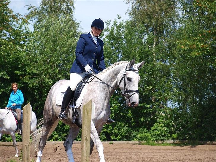 Dansk Varmblod dream star  billede 16