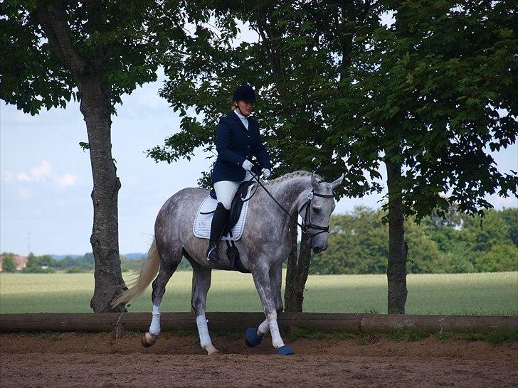 Dansk Varmblod dream star  billede 20