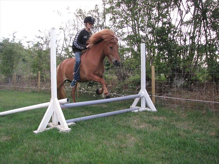 Islænder Jódís fra Freistinggård - Hvis man aldrig slipper kontrollen, finder man heller ikke ud af, at man ikke behøver den. Springning på ridebanen. 2011 billede 10