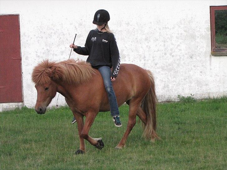 Islænder Jódís fra Freistinggård - Mindre udstyr, færre misforståelser. billede 11