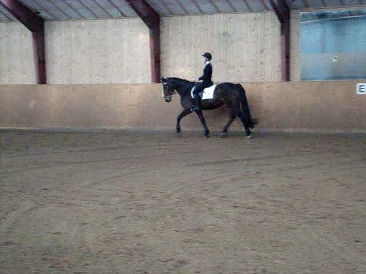 Anden særlig race Dalby's Lotte billede 2