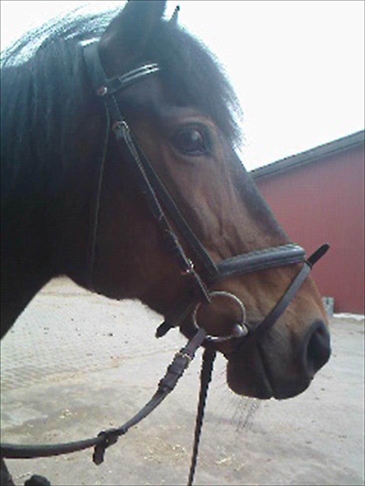 Anden særlig race Dalby's Lotte billede 4