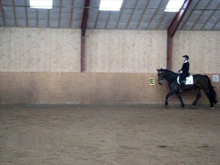 Anden særlig race Dalby's Lotte billede 6