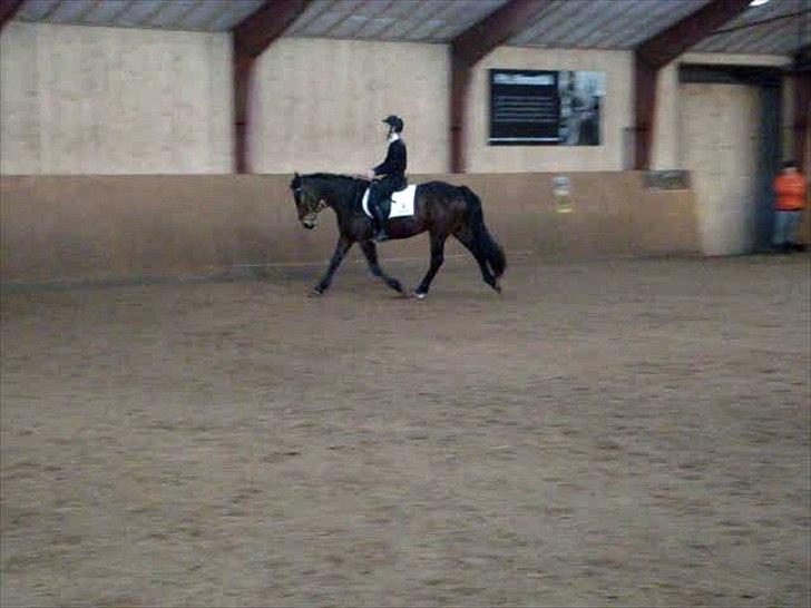 Anden særlig race Dalby's Lotte billede 7