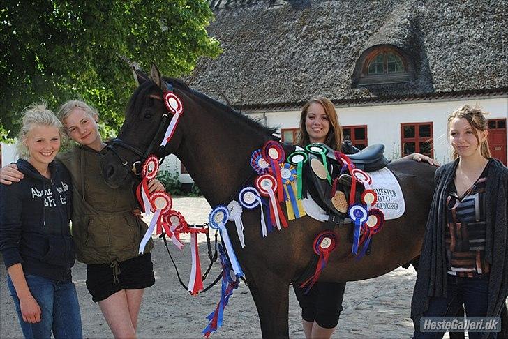 Hollandsk Sportspony Stuntman - Stuniis fødselsdag 6 år med alle 22 sløjfer siden forrige fødselsdag :) Så smuk man er som 6 års! Tillykke basse <3 billede 1