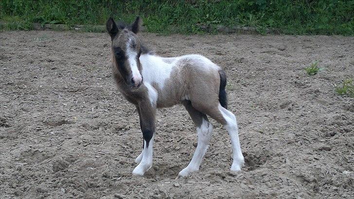 Dansk Miniature Tjørnelund's Kody Kid billede 8