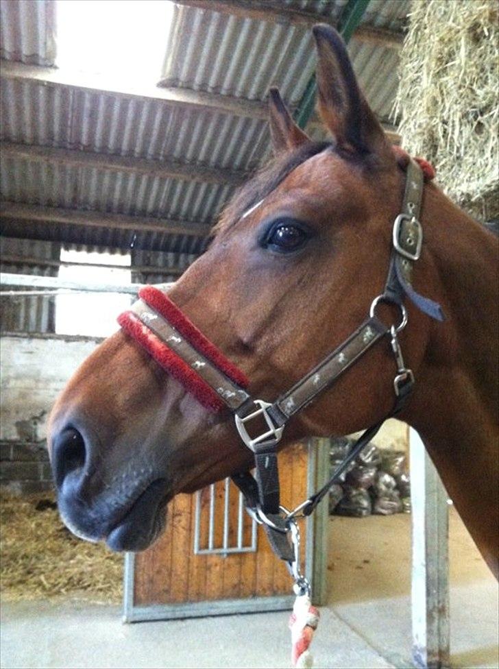 Dansk Varmblod Athena <3 Himmelhest :,( - Uuh hvor vil man gerne hurtigt ud på folden :) billede 2