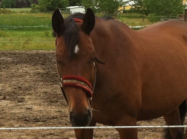 Dansk Varmblod Athena <3 Himmelhest :,( - Træt efter en god ridetur :) billede 3