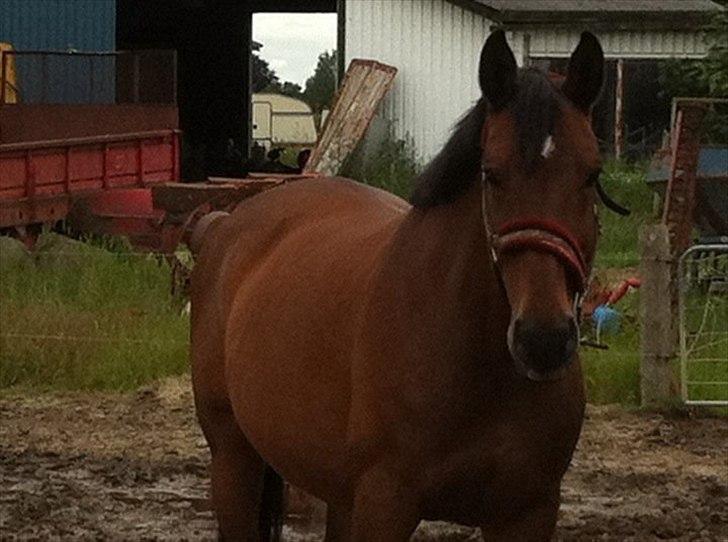 Dansk Varmblod Athena <3 Himmelhest :,( billede 4