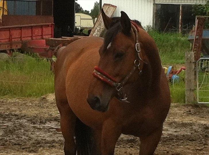 Dansk Varmblod Athena <3 Himmelhest :,( billede 5