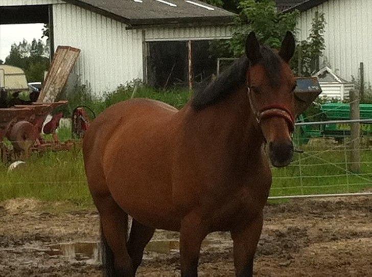 Dansk Varmblod Athena <3 Himmelhest :,( billede 6