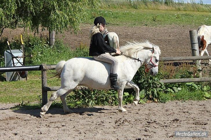 Anden særlig race Coco Chanel billede 9