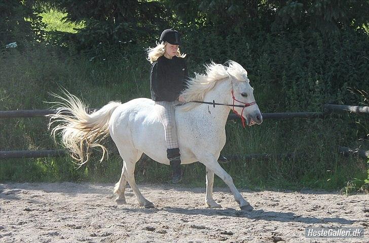 Anden særlig race Coco Chanel billede 10