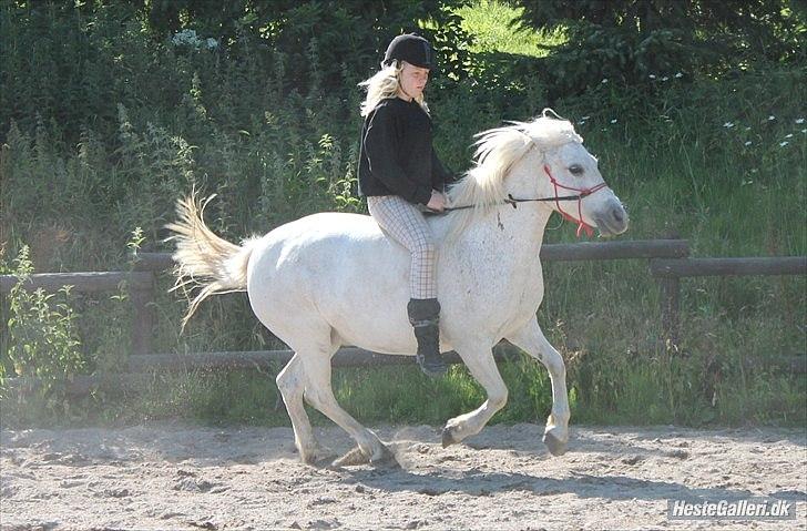 Anden særlig race Coco Chanel billede 11
