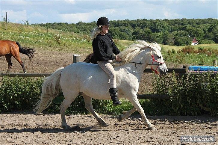 Anden særlig race Coco Chanel billede 12