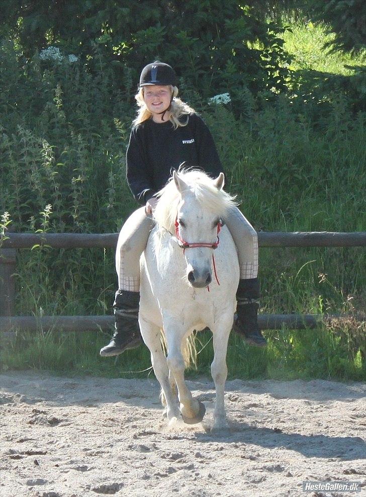 Anden særlig race Coco Chanel billede 13