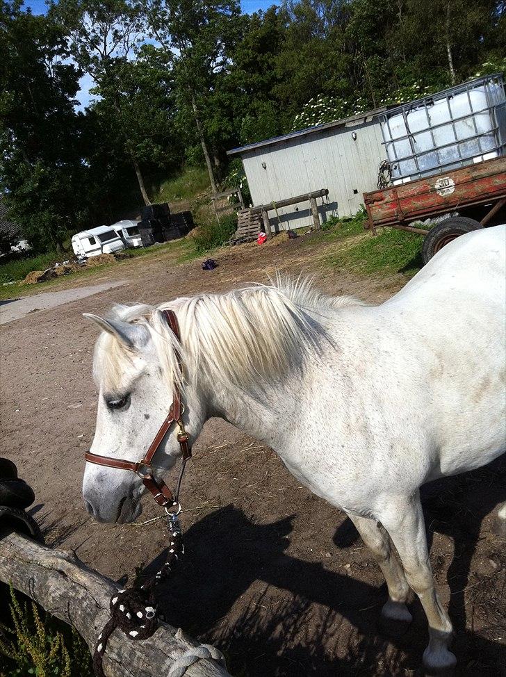 Anden særlig race Coco Chanel billede 18