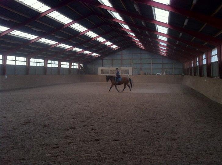 Dansk Varmblod Athena <3 Himmelhest :,( - Efter 1 måneds genoptræning (: Hun bliver mindre og mindre stiv .. billede 7