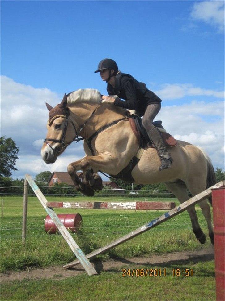 Fjordhest Natalii *Tøzee* - Springer på Ponsen <3 :* Elsker hende ! :) Ved ikke hvor højt ? :) Foto: Salle billede 6