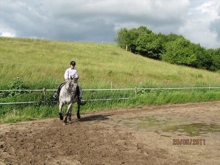 Knabstrupper Sunshine - jeg synes det går ret godt den dag :-) billede 6
