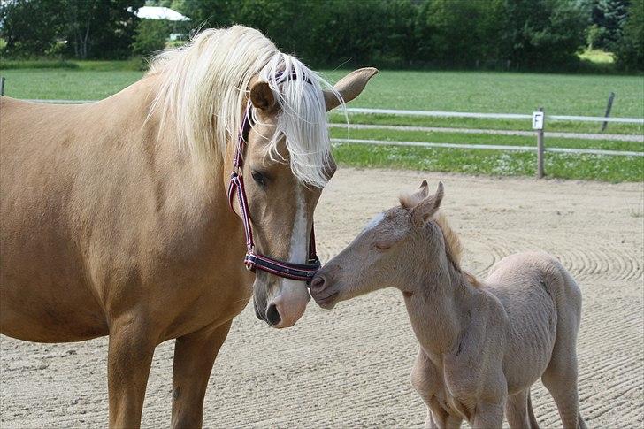 Palomino Hedegaards California Blue - 12 timer gammel.  billede 43