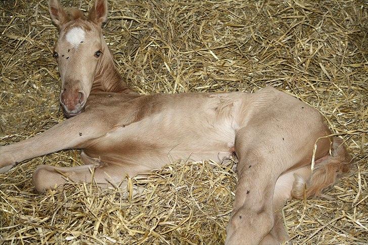 Palomino Hedegaards California Blue - 1 døgn.  billede 44