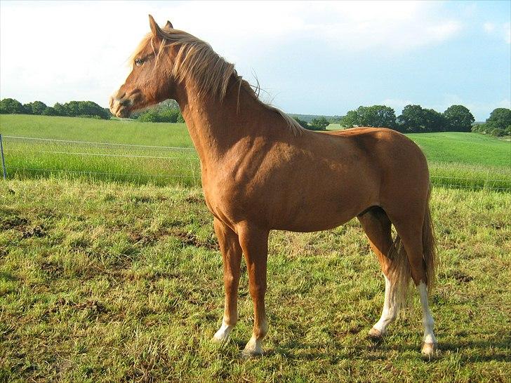 DSP Barbados min skønne pony <3<3 - Han står rigtig majestatisk og kigger!<3 billede 1