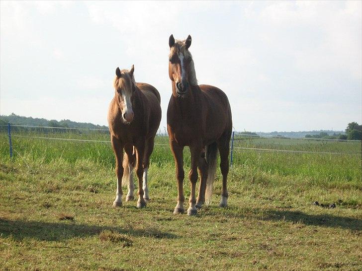 DSP Barbados min skønne pony <3<3 - Min søsters pony Robin Til højre og Barbados til venstre. De er blevet rigtig gode venner! billede 2