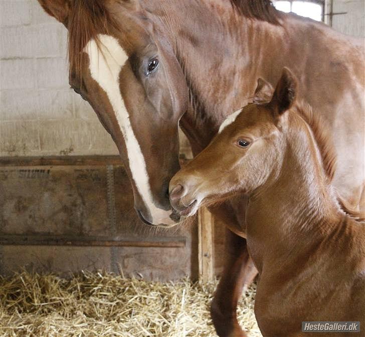 Dansk Varmblod Schou's Lucca - Intet bedre, end mors våde kys! billede 7