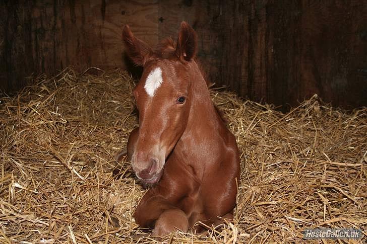 Dansk Varmblod Schou's Lucca billede 8