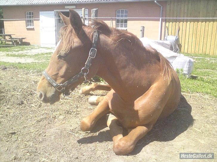 Dansk Varmblod Schou's Lucca billede 10