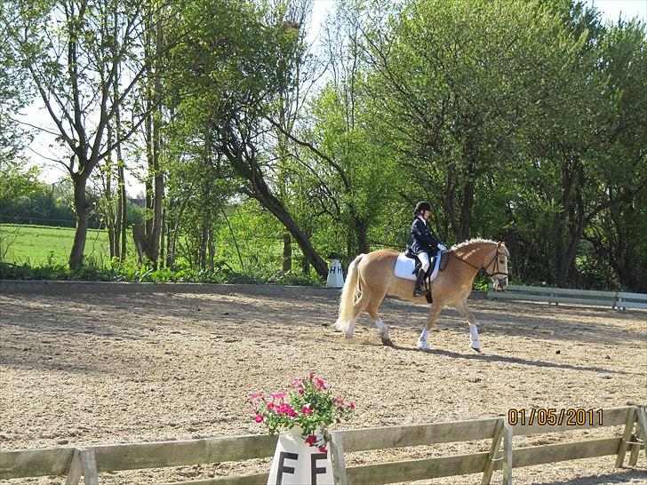 Tyroler Haflinger Asser † 30/5-11 † - asser billede 2