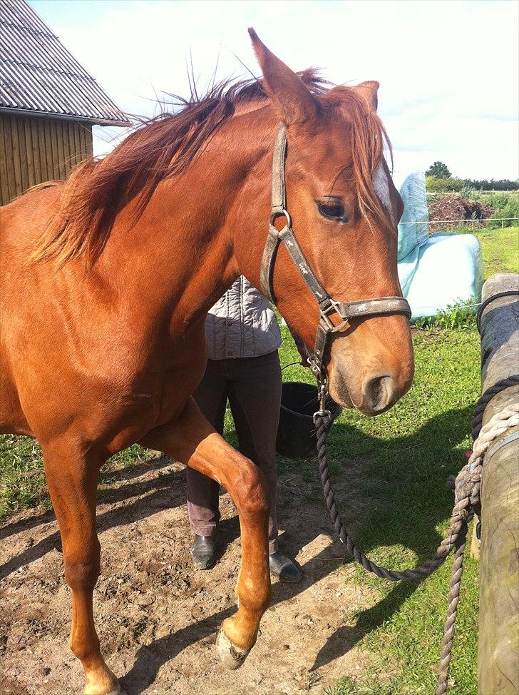 Dansk Varmblod Schou's Lucca billede 12