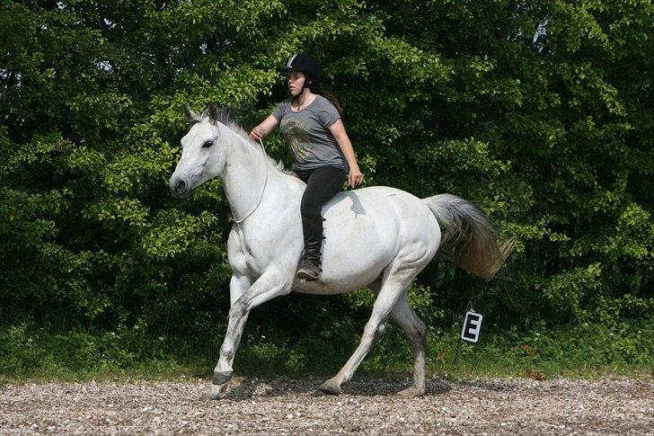 Trakehner Bint-Al-Hawa savnet!! - (Foto ©AM) billede 1
