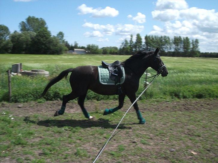 Anden særlig race Dronning Lara R.I.P. billede 5