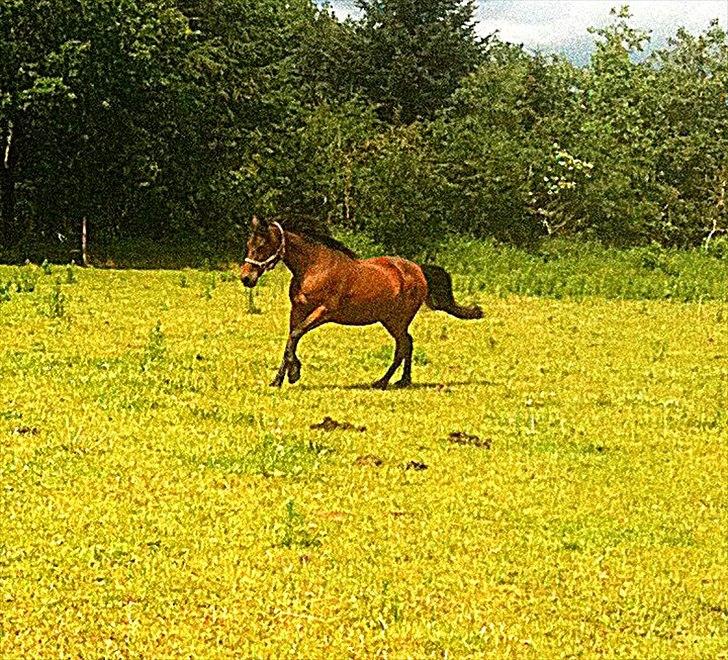 Anden særlig race Josefine *Min Prinsesse* - Når Josefine jorde på marken! ;* billede 15