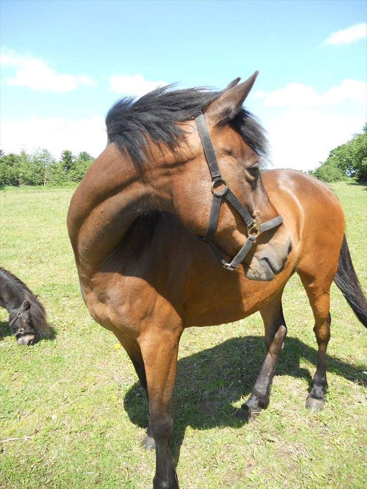 Anden særlig race Josefine *Min Prinsesse* billede 16