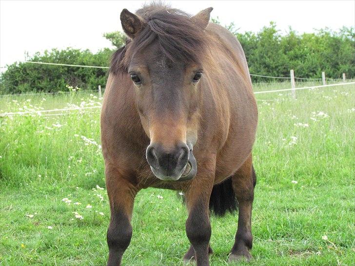 Shetlænder Lillemand billede 7