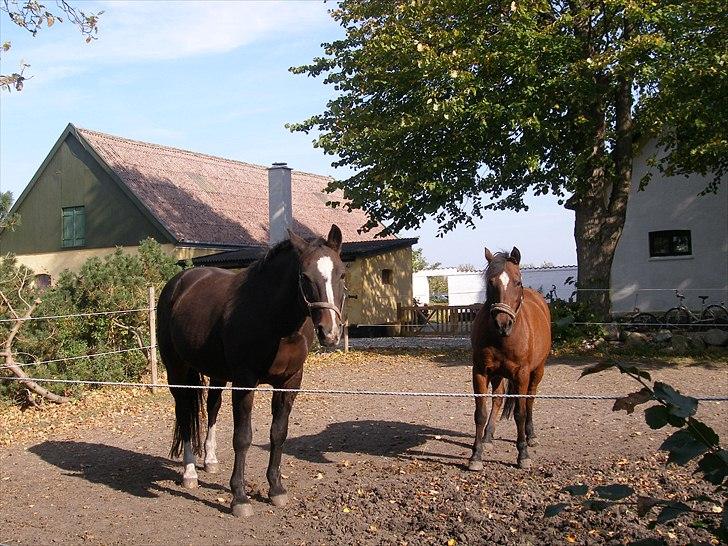 Anden særlig race Jackpot - Lille skid:D! billede 4