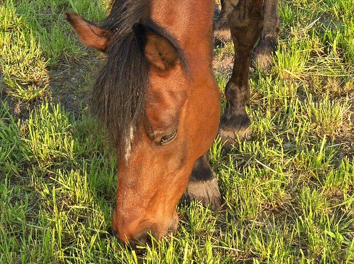 Anden særlig race Jackpot - græs jubii XD billede 2