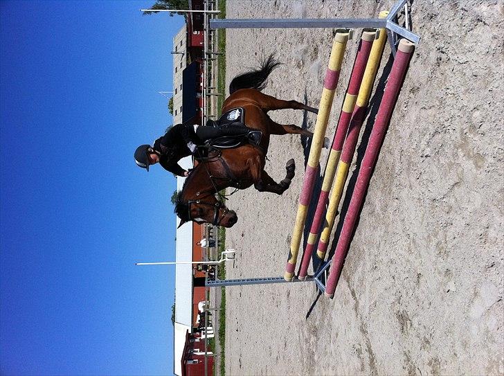 Anden særlig race Jackpot - springning<3! billede 3